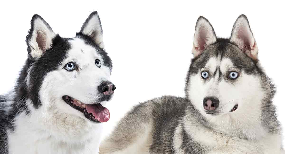 Làm sao để phân biệt Husky với Alaska?