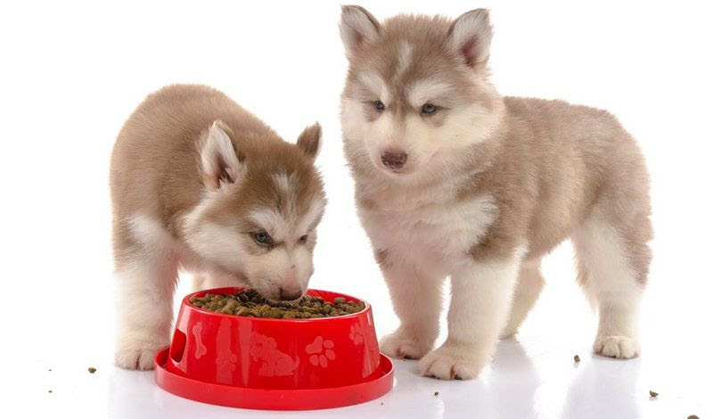 Huấn luyện Husky như thế nào? Và có nên nuôi chúng không?