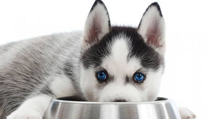 Huấn luyện Husky như thế nào? Và có nên nuôi chúng không?