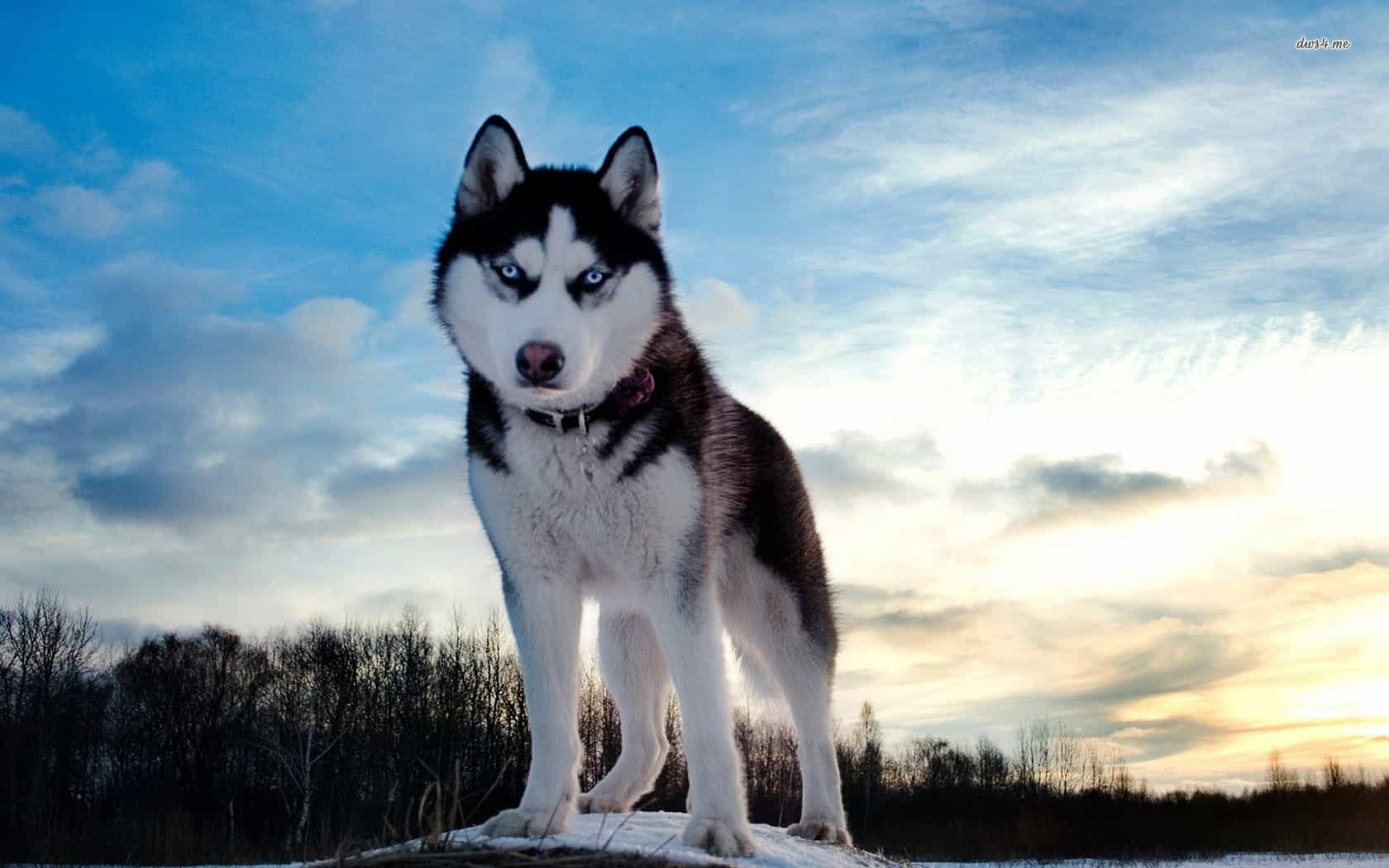 Cẩm nang nuôi chó Husky cho người mới