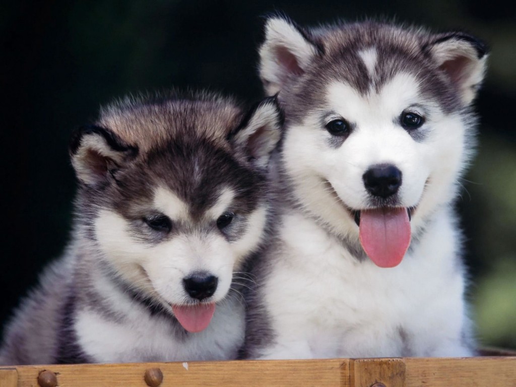 Cẩm nang nuôi chó Husky cho người mới