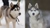 Husky và Alaska thì nên nuôi loại nào?