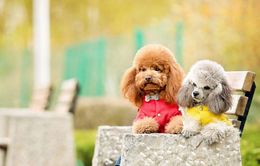 Cách huấn luyện cho Poodle và chăm sóc Poodle khi mang thai !